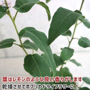 ITANSE レモンユーカリ ハーブの苗 3....の詳細画像5