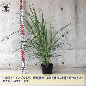 ITANSE レモングラス ハーブの苗 6号ポ...の詳細画像1