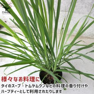 ITANSE レモングラス ハーブの苗 6号ポ...の詳細画像3