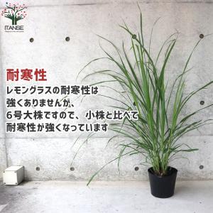 ITANSE レモングラス ハーブの苗 6号ポ...の詳細画像4