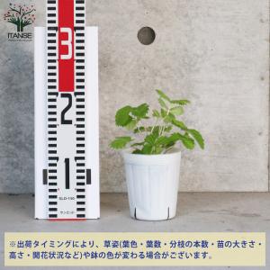 ITANSE ワイルドストロベリーの苗 ゴール...の詳細画像1