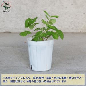 ITANSE ワイルドストロベリーの苗 ゴール...の詳細画像2