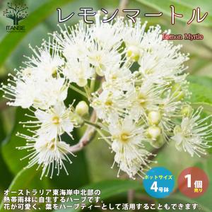 レモンマートル 苗 花 ガーデニング の商品一覧 通販 Yahoo ショッピング