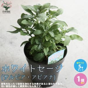 ITANSE ホワイトセージの苗 ハーブの苗 5号鉢大苗 お買い得2個セット