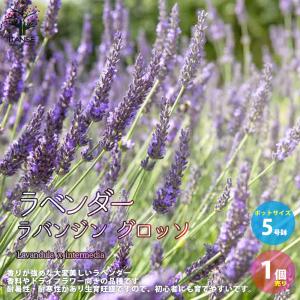 ITANSE ラベンダー イングリッシュヒドコート (濃い紫色の花) ハーブの