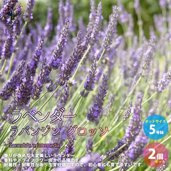 ITANSE ラベンダー ラバンジン グロッソ ハーブの苗 5号鉢 大苗 お買い得2個セット ガーデ...