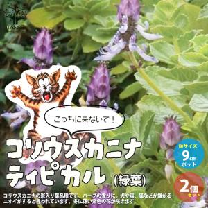 日本花キ流通 ミスマフェット 花芽2芽付き 4.5号鉢 送料無料