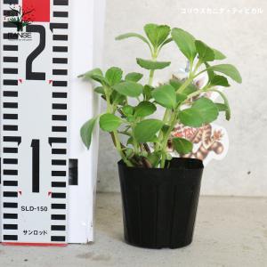 ITANSE こっちに来ないで!コリウスカニナ...の詳細画像2