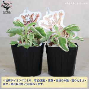 ITANSE こっちに来ないで!コリウスカニナ...の詳細画像3