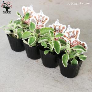 ITANSE こっちに来ないで!コリウスカニナ...の詳細画像5