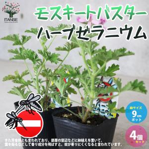 ノコギリコリアンダー ハーブの苗 3.5号/お買い得2個セット スパイス