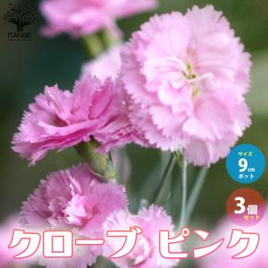 クリスマスローズ苗 開花見込大株 ダブル糸ピコティ 杉山交配 12cm