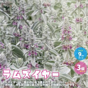 ノコギリコリアンダー ハーブの苗 3.5号/お買い得2個セット スパイス