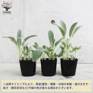 ITANSE ラムズイヤー ハーブの苗 耐寒性...の詳細画像2