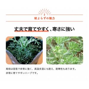 ITANSE 蚊よらず(アルテメシア サザンウ...の詳細画像2