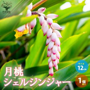 黄斑月桃 5寸鉢植え （キフゲットウ） 苗 苗木 : 日本花卉ガーデン
