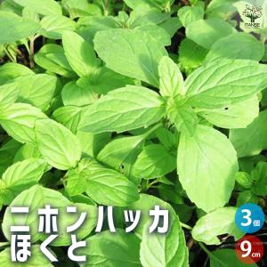 ITANSE ニホンハッカ ほくと ハーブの苗 ...の商品画像