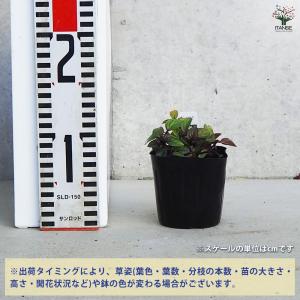 ITANSE ニホンハッカ ほくと ハーブの苗...の詳細画像1