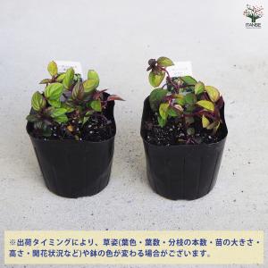 ITANSE ニホンハッカ ほくと ハーブの苗...の詳細画像2