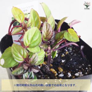 ITANSE ニホンハッカ ほくと ハーブの苗...の詳細画像3