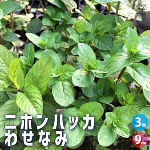 ITANSE ニホンハッカ わせなみ ハーブの苗...の商品画像