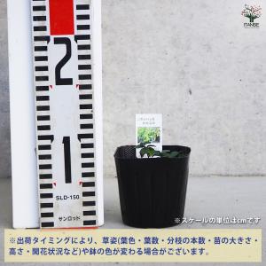 ITANSE ニホンハッカ わせなみ ハーブの...の詳細画像1