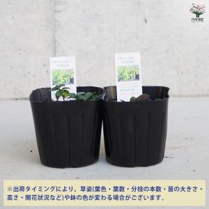 ITANSE ニホンハッカ わせなみ ハーブの...の詳細画像2