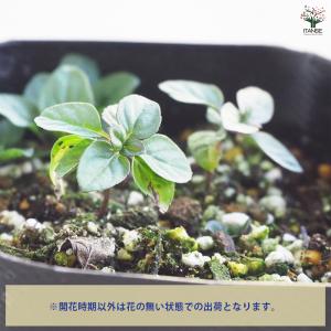 ITANSE ニホンハッカ わせなみ ハーブの...の詳細画像3