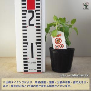 虫よらず ニホンハッカ 和ハッカ ハーブの苗 ...の詳細画像2