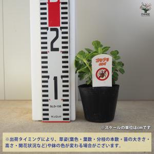 ゴキブリよらず アロマティカス ハーブの苗 9...の詳細画像1