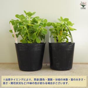ゴキブリよらず アロマティカス ハーブの苗 9...の詳細画像2