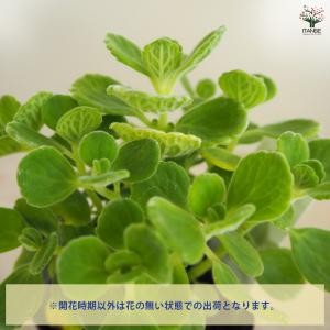 ゴキブリよらず アロマティカス ハーブの苗 9...の詳細画像3
