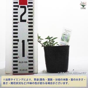 キャットミント ブルー ハーブの苗 9cmポッ...の詳細画像1