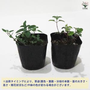 キャットミント ブルー ハーブの苗 9cmポッ...の詳細画像2