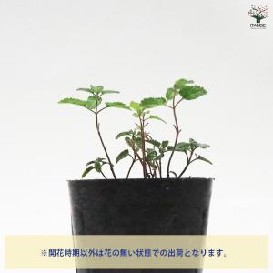 キャットミント ブルー ハーブの苗 9cmポッ...の詳細画像3