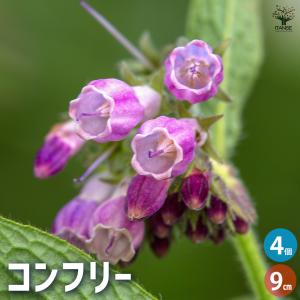 コンフリー ハーブの苗 9cmポット/お買い得4個セット herb ハーブ ハーブ苗 ガーデニング 家庭菜園