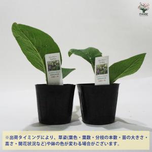 コンフリー ハーブの苗 9cmポット/お買い得...の詳細画像2