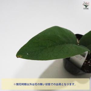 コンフリー ハーブの苗 9cmポット/お買い得...の詳細画像4