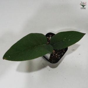 コンフリー ハーブの苗 9cmポット/お買い得...の詳細画像5