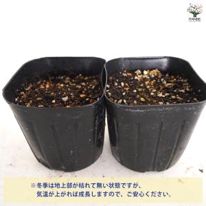 コンフリー ハーブの苗 9cmポット/お買い得...の詳細画像3