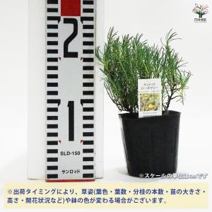 サントリナ ローズマリー ハーブの苗 9cmポ...の詳細画像1
