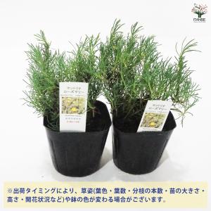 サントリナ ローズマリー ハーブの苗 9cmポ...の詳細画像2