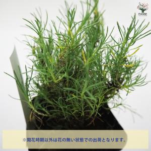 サントリナ ローズマリー ハーブの苗 9cmポ...の詳細画像3