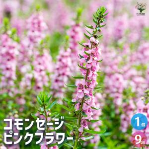 クリスマスローズ 一茶 曽田園芸 0129-005 現品販売 送料無料 12cm