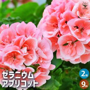 ゼラニウム アプリコット ハーブの苗 9cmポッ...の商品画像