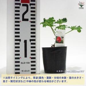 ゼラニウム アプリコット ハーブの苗 9cmポ...の詳細画像1