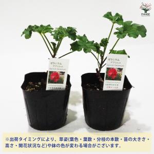 ゼラニウム アプリコット ハーブの苗 9cmポ...の詳細画像2