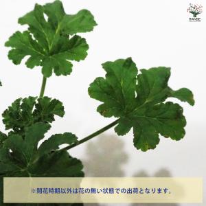 ゼラニウム アプリコット ハーブの苗 9cmポ...の詳細画像3