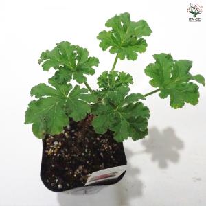 ゼラニウム アプリコット ハーブの苗 9cmポ...の詳細画像4