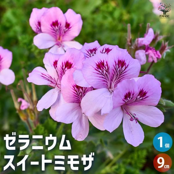 ゼラニウム スイートミモザ ハーブの苗 9cmポット/1個売り 花の苗 ゼラニウム苗 ゼラニウムの苗...